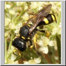 Ectemnius continuus - Grabwespe 07 10mm.jpg